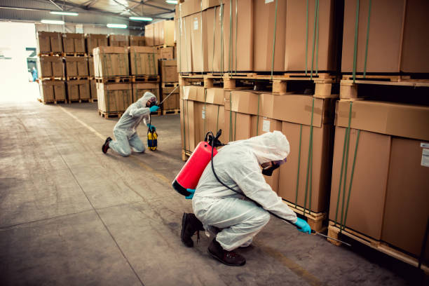 Best Wasp Removal Services  in Cut Off, LA