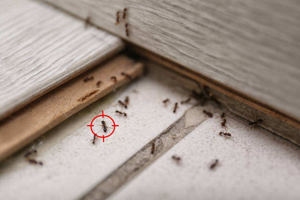 Best Cockroach Control Services  in Cut Off, LA