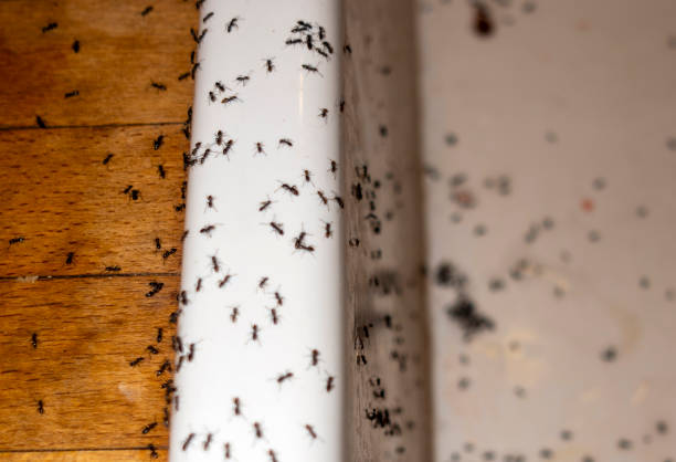 Best Rat Extermination Near Me  in Cut Off, LA